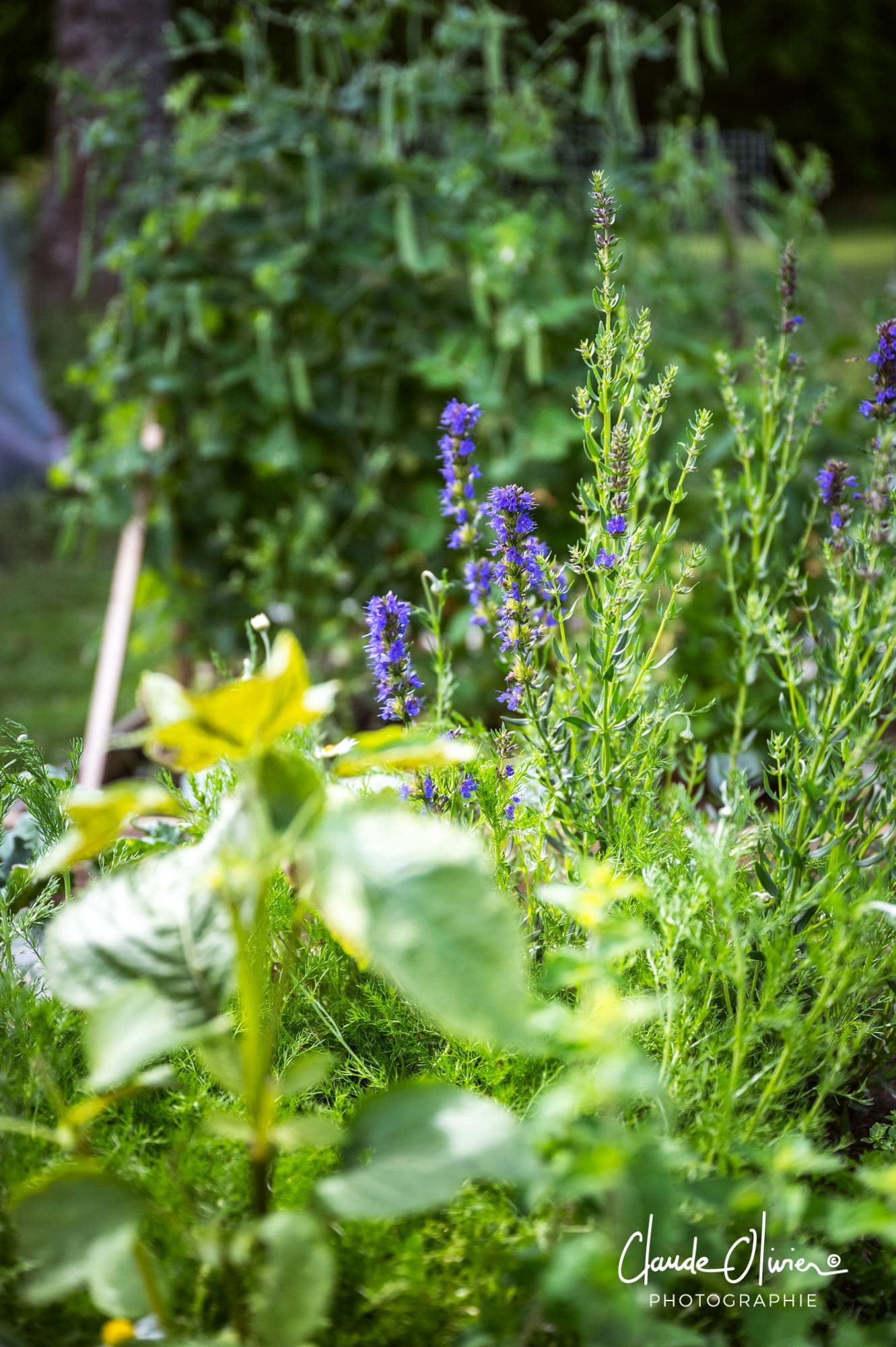 Le jardin d'herbes et fleurs aromatiques derrière l'auberge