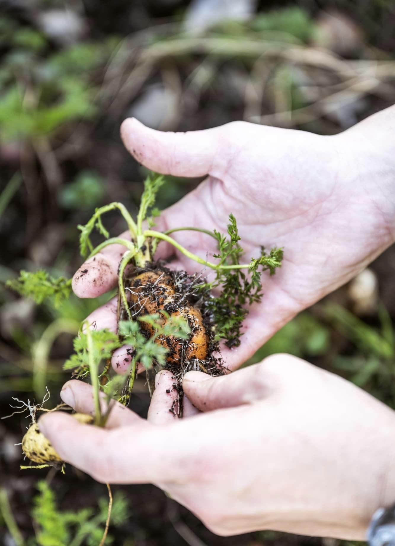 Récolte de légumes racines du potager